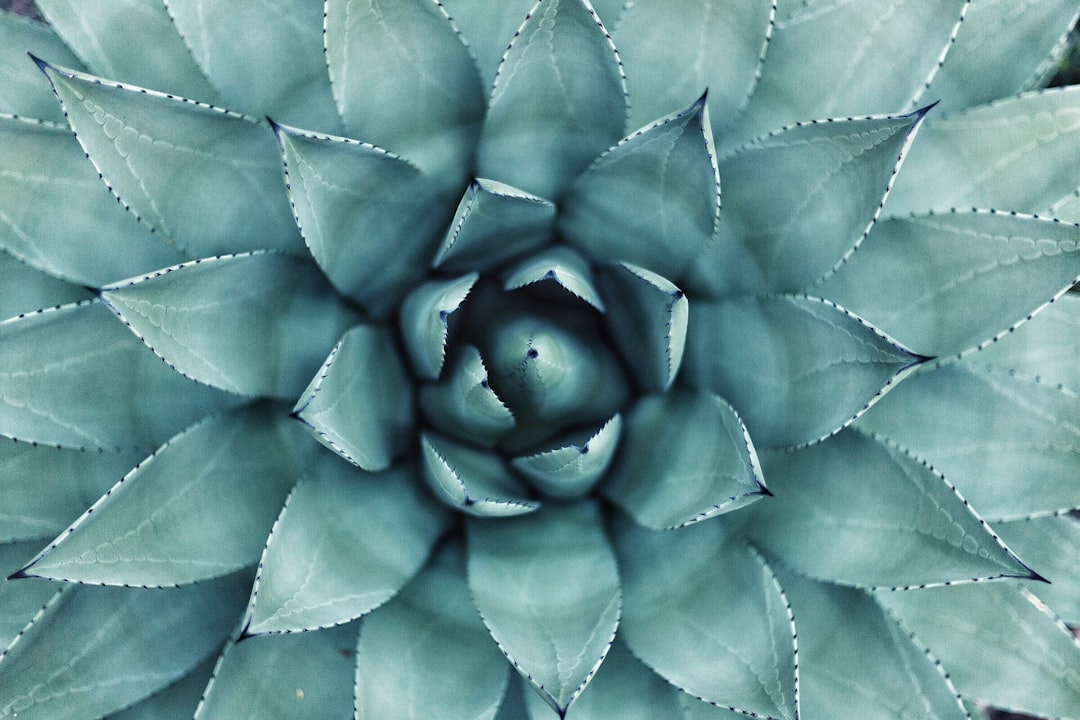 Photo wellness
